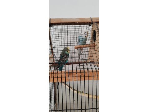 Kafes İle Birlikte Muhabbet Kuşlar