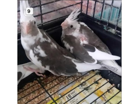 Çekmeköy Sultan Papağanı 2 Aylık