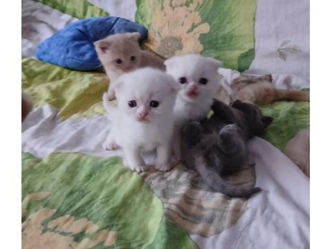 Scottish Fold Ve Scottish Straight Kardeşler