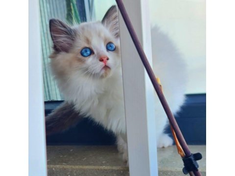 Kedilibab'dan Şecereli Show Kalite Ragdoll Kediler