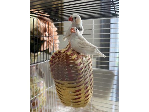 Hint Bülbülü Ankara Damızlık Takımlar