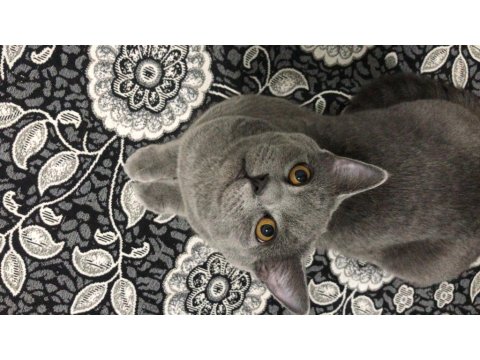 Kedimiz Duman’a Kalıcı Yuva Arıyoruz