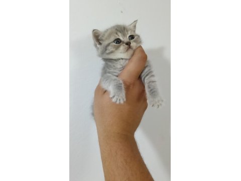 A Kalite British Shorthair Bebekler