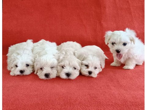 0 Numara Maltese Köpeği Yavrular