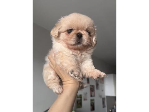 A Kalite Pekinez Minyatür