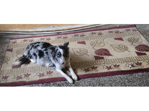 Süper Border Collie Yavruları