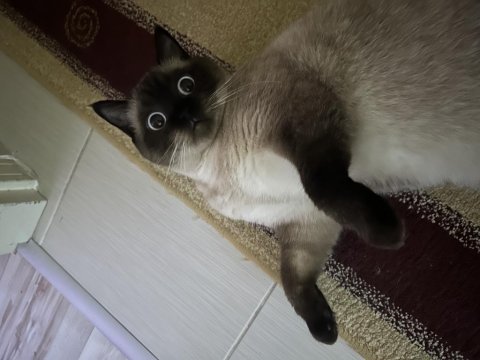 2 Yaşındaki Kedimiz Kaymağı Takip Şartıyla Ücretsiz Sahiplendiriyoruz