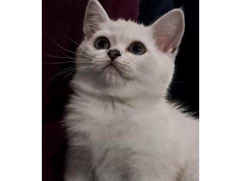 Dişi Silverpoint British Shorthair Yavru
