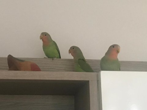 Bebek Papağanlar Hazır