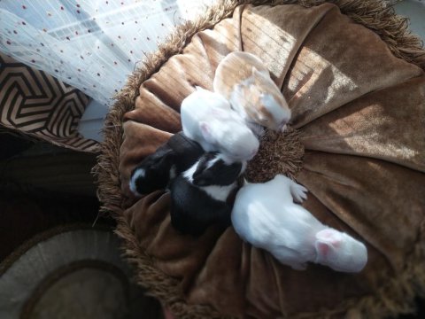 Cüce Tavşan Yavruları