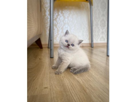 A Kalite British Shorthair Blue Point