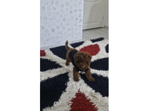 Ev Ortamında Orjinal Toy Poodle