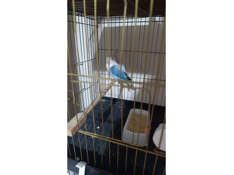 1.5-2 Yaşında Çift Mutasyonlu Cennet Papağanı