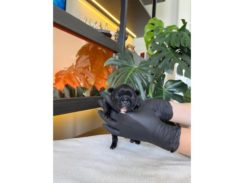 Rengarenk French Bulldog Yavrularım Rezerveye Açık