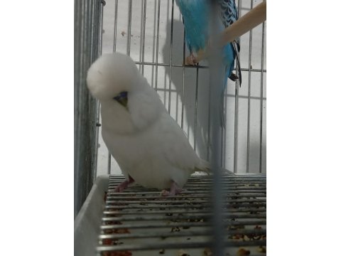 2 Adet Vasıflı Show Jumbo Erkek Muhabbet Kuşu