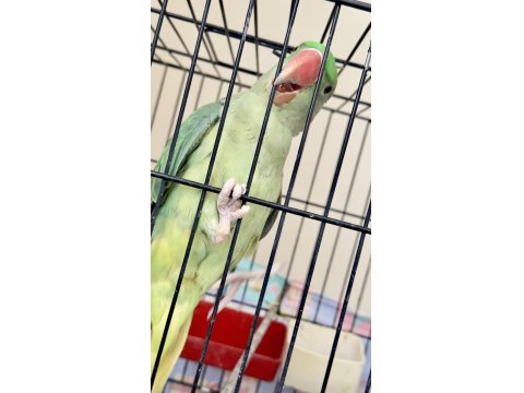 Full Evcil Alexander 6 Aylık