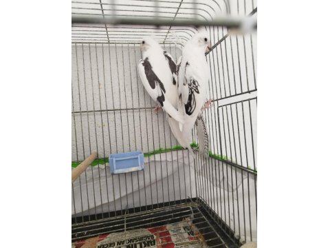 Kaliteli Sultan Papağanı Beşiktaşlılar Sever