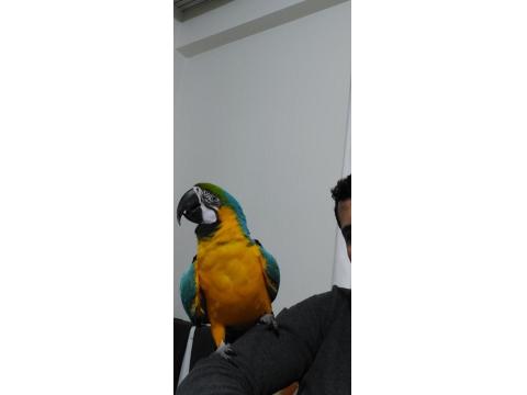 Macaw Papağanım Paşamı Sahiplendiriyorum