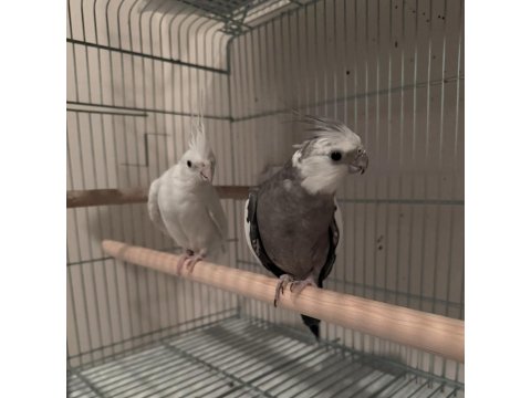 Tecrübeli Çift Sultan Papağanı