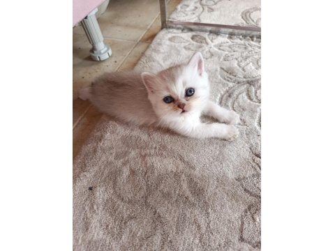 Safkan Yavru Kedilerimiz