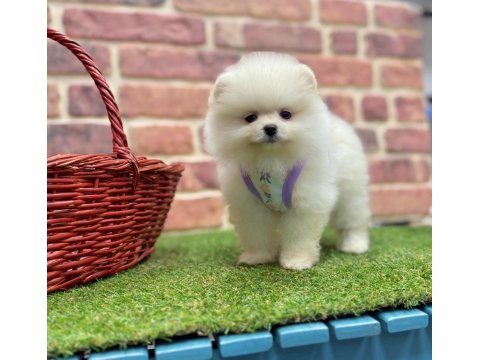 Safkan Pomeranian Boo Köpeklerimiz