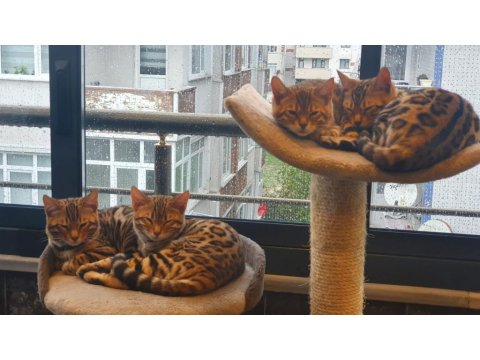 Safkan Wcf Şecereli Gold-Brown Bengal Henüz İki Aylik