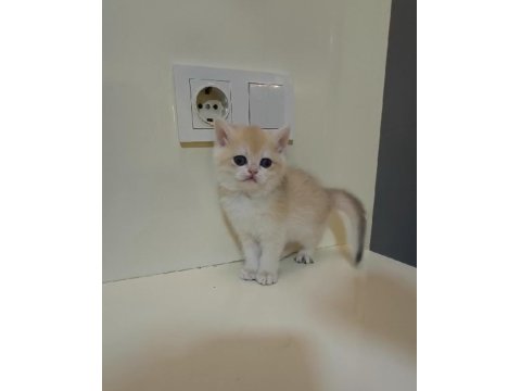Şecereli Anne Ve Babadan British Shorthair Yavrular