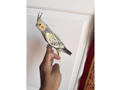 Sultan Papağanlar Sahiplendirilecekler