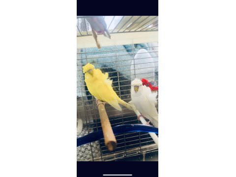 Hagen Vision Ve Çift Japones Muhabbet Kuşlar