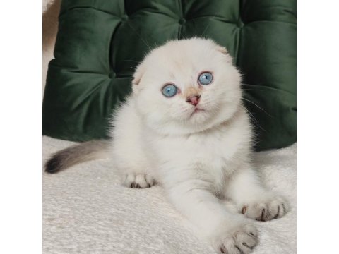 Minnoşum Silver Scottish Fold Shorthair Yavrumuz