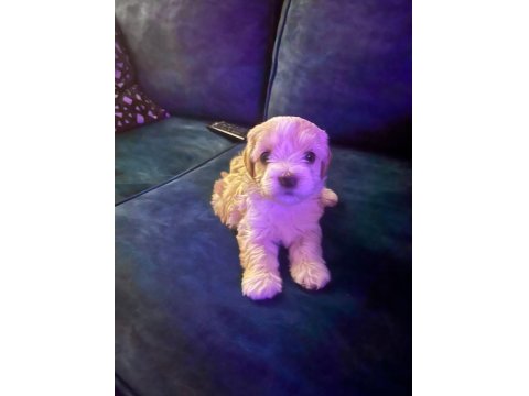 Çok Tatlı Yavru Köpeğimiz