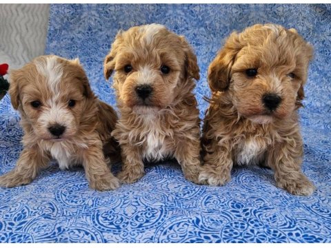 Maltipoo Ekstra Mini Yavrular