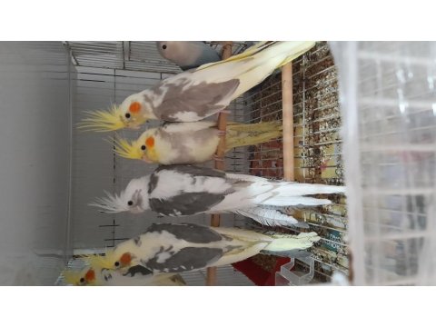 Ev Beslemesi Sultan Papağanları