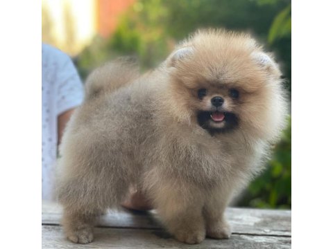 Pomeranian Boo Köpekleri