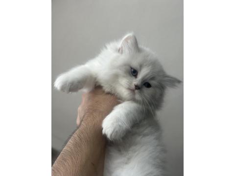 1.5 Aylık Mavi Gözlü British Longhair Yavru