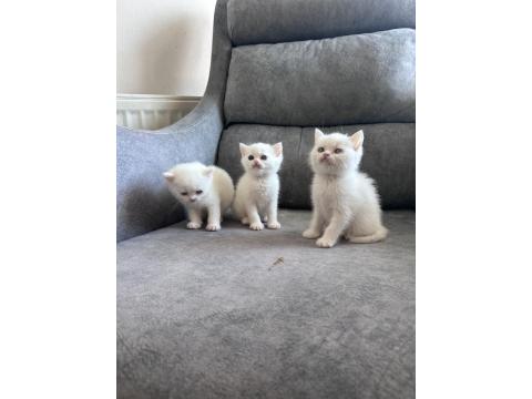 Pofuduk British Yavrular