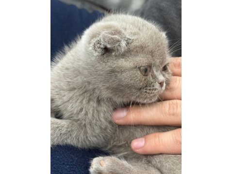Yavru Dişi British Shorthair Kedimiz