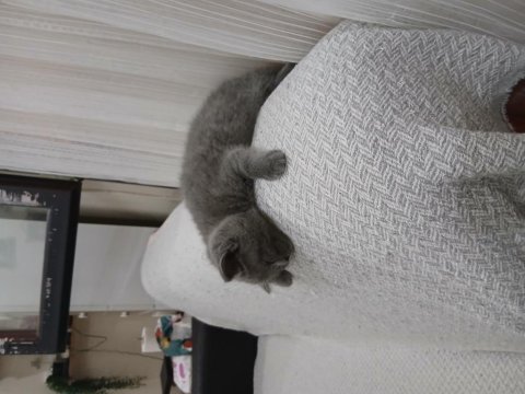 Safkan British Shorthair Yavrularımız