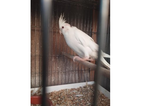 Sultan Papağanı Ev Üretimi