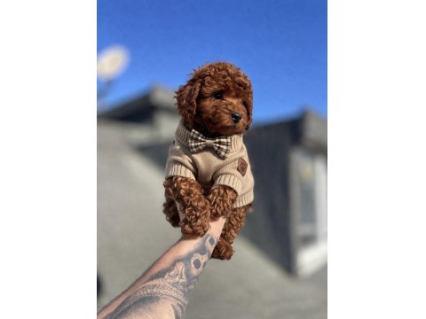 Koyu Kırmızı Poodle Yavru