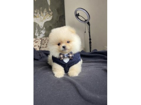 Ayı Surat Pomeranian Boo Yavrular