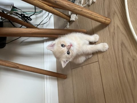 Golden British Shorthair Yavrular
