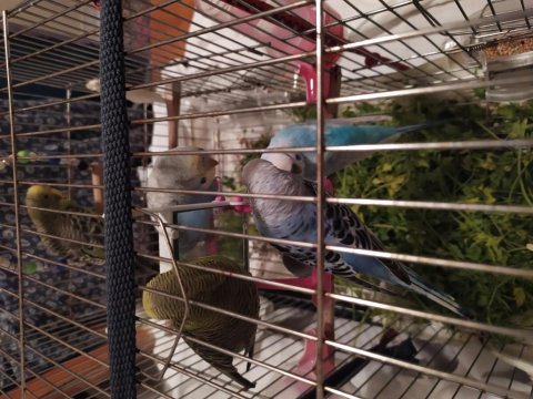 Ev Üretimi Yeni Yeme Düşen Muhabbet Kuşu Yavrular