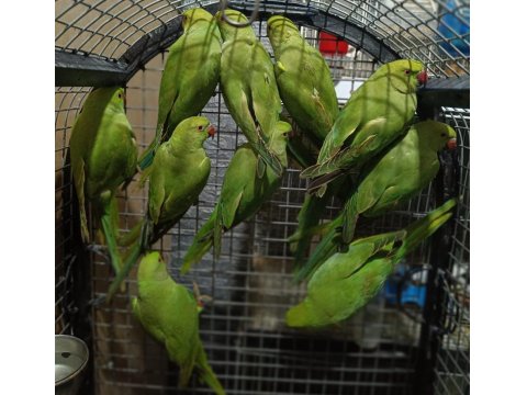 Pakistan Papağanları Kapalı Bileziktir