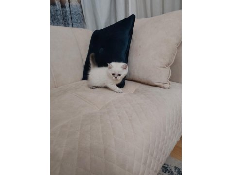 Maviş Kediler Yeni Yuvalarını Arıyor