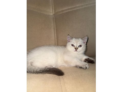 Beyaz İki Yavru Kedimiz Sahiplendirilecektir