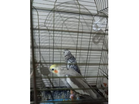 Ucuz Sultan Çift Sultan Papağanı