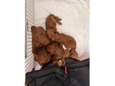 Dişi Ve Erkek Poodle Yavruları Yeni Yuvalarını Arıyor.