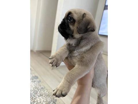 50 Günlük Sağlıklı Dişi Pug
