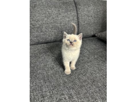 Show Kalite British Shorthair Yavrular